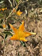 Image of Mentzelia arborescens Urban & Gilg