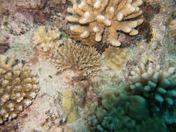 Image of leaf coral