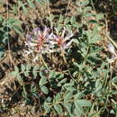 Image of Glycyrrhiza aspera Pall.