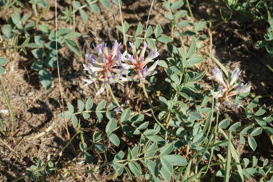 Слика од Glycyrrhiza aspera Pall.