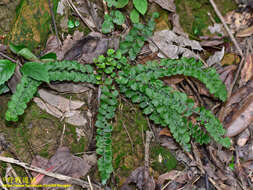 <i>Lindsaea <i>orbiculata</i></i> var. orbiculata的圖片