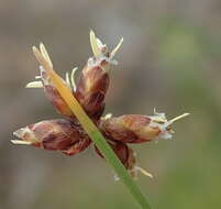 Image of Ficinia acuminata (Nees) Nees