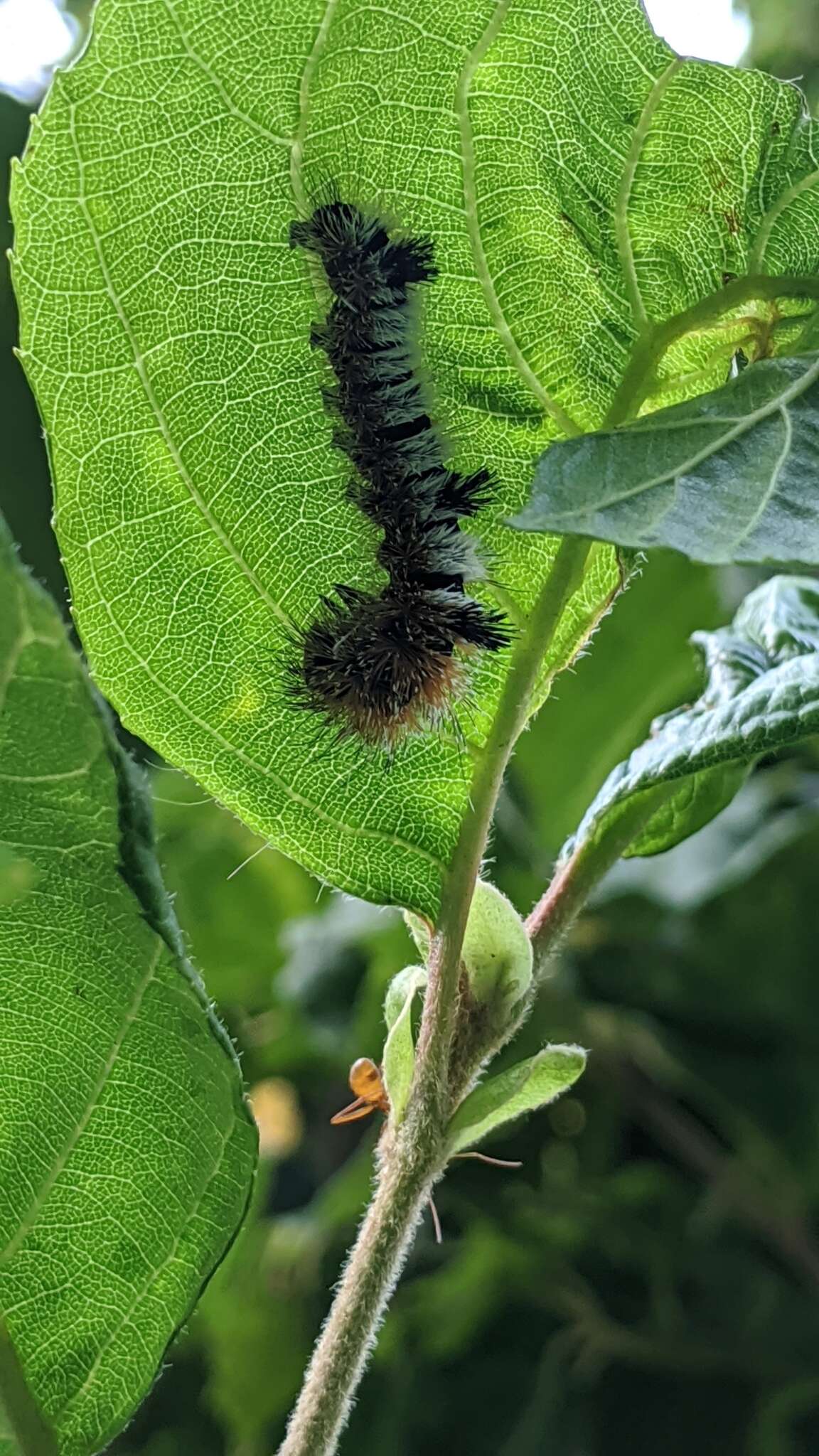 Acronicta hastulifera Smith & Abbot 1797的圖片