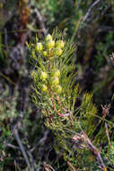 Imagem de Serruria phylicoides (Berg.) R. Br.