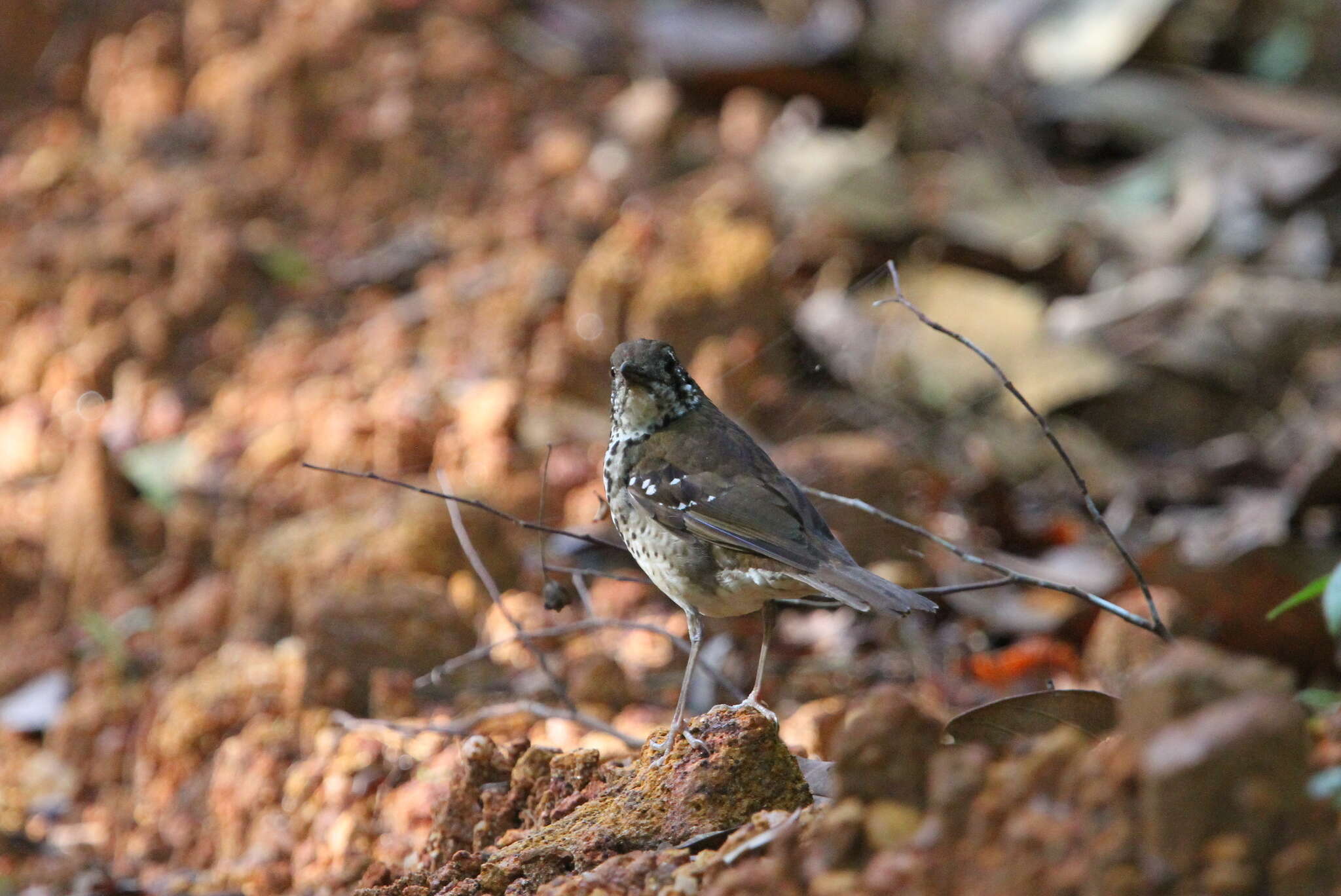 Image of Spot-winged Thrush