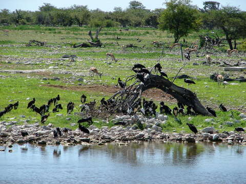 Image of Abdim's Stork