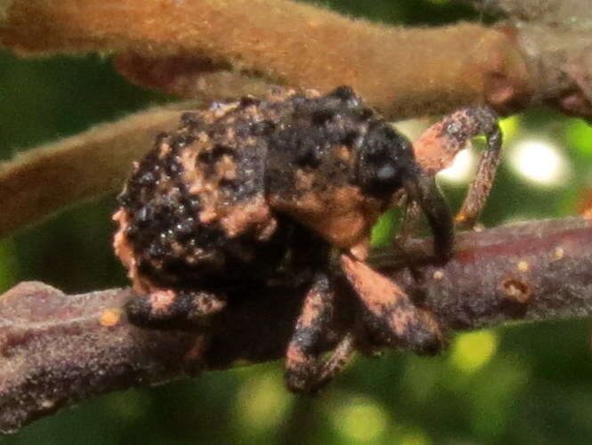 Image of Weevil