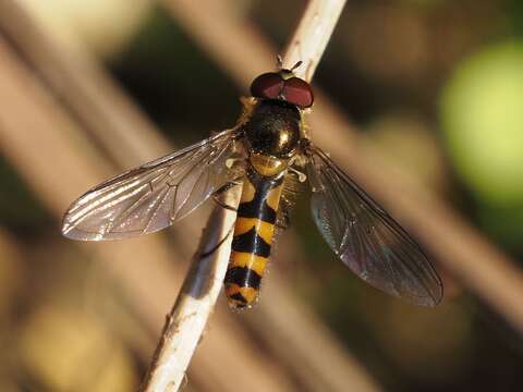 Image of Banded Meliscaeva