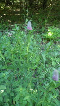 Image of Red Trefoil