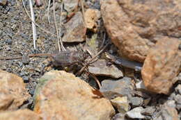 Sivun Maoricicada cassiope (Hudson & G. V. 1891) kuva