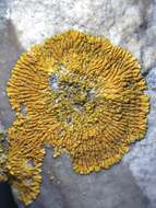 Image of orange lichen