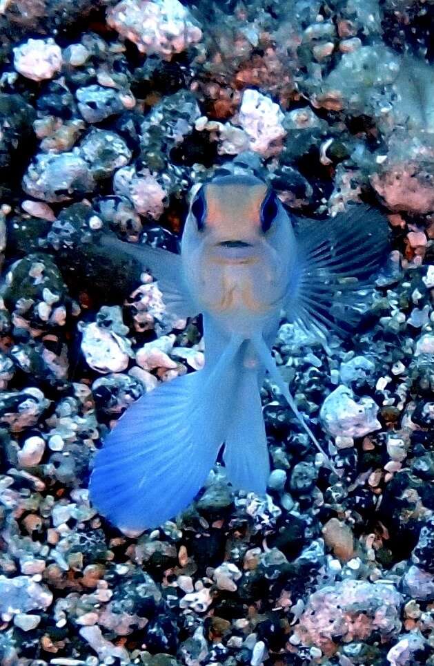 Image of Yellowhead Jawfish