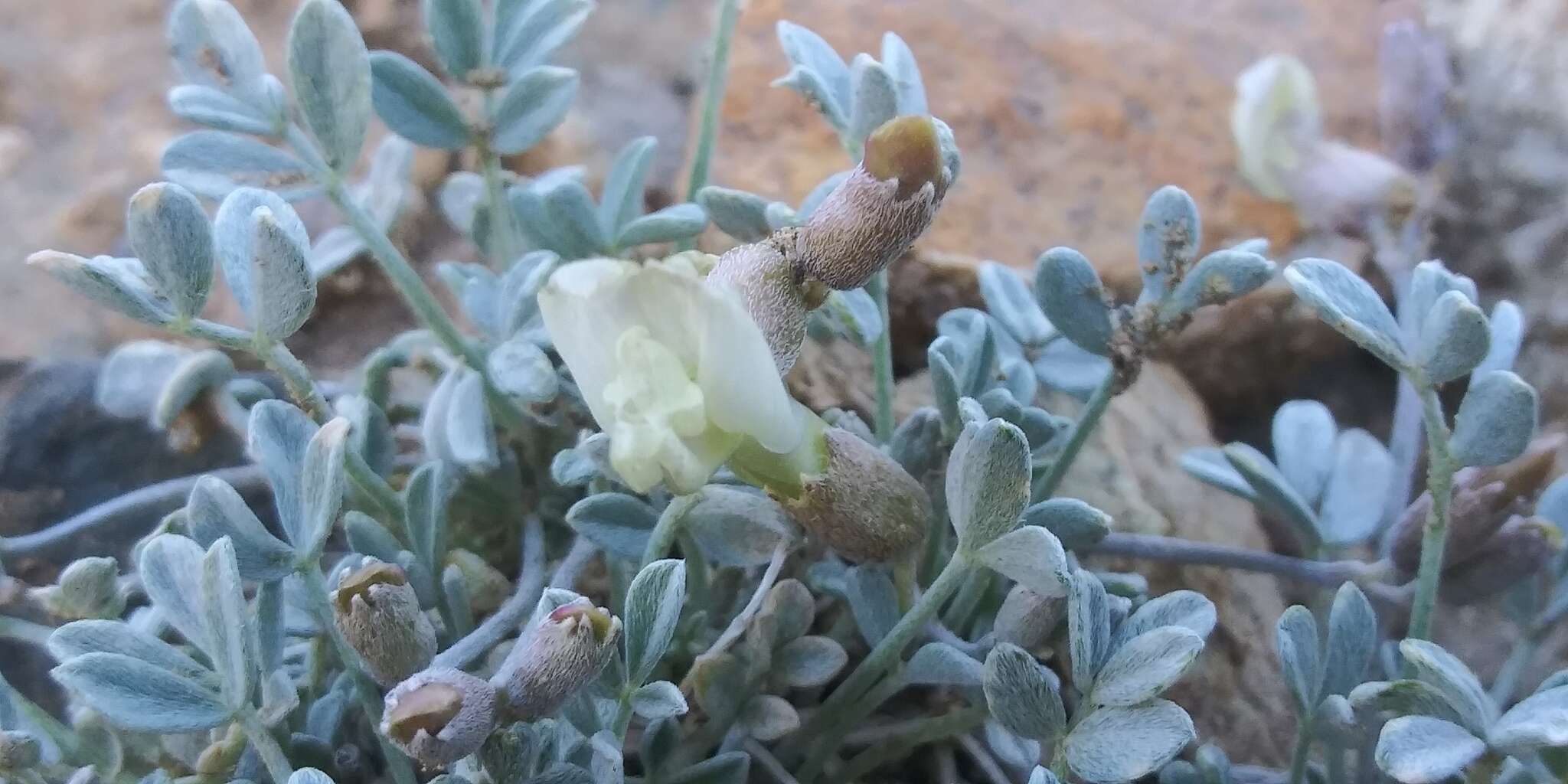 Image of <i>Astragalus <i>calycosus</i></i> var. calycosus