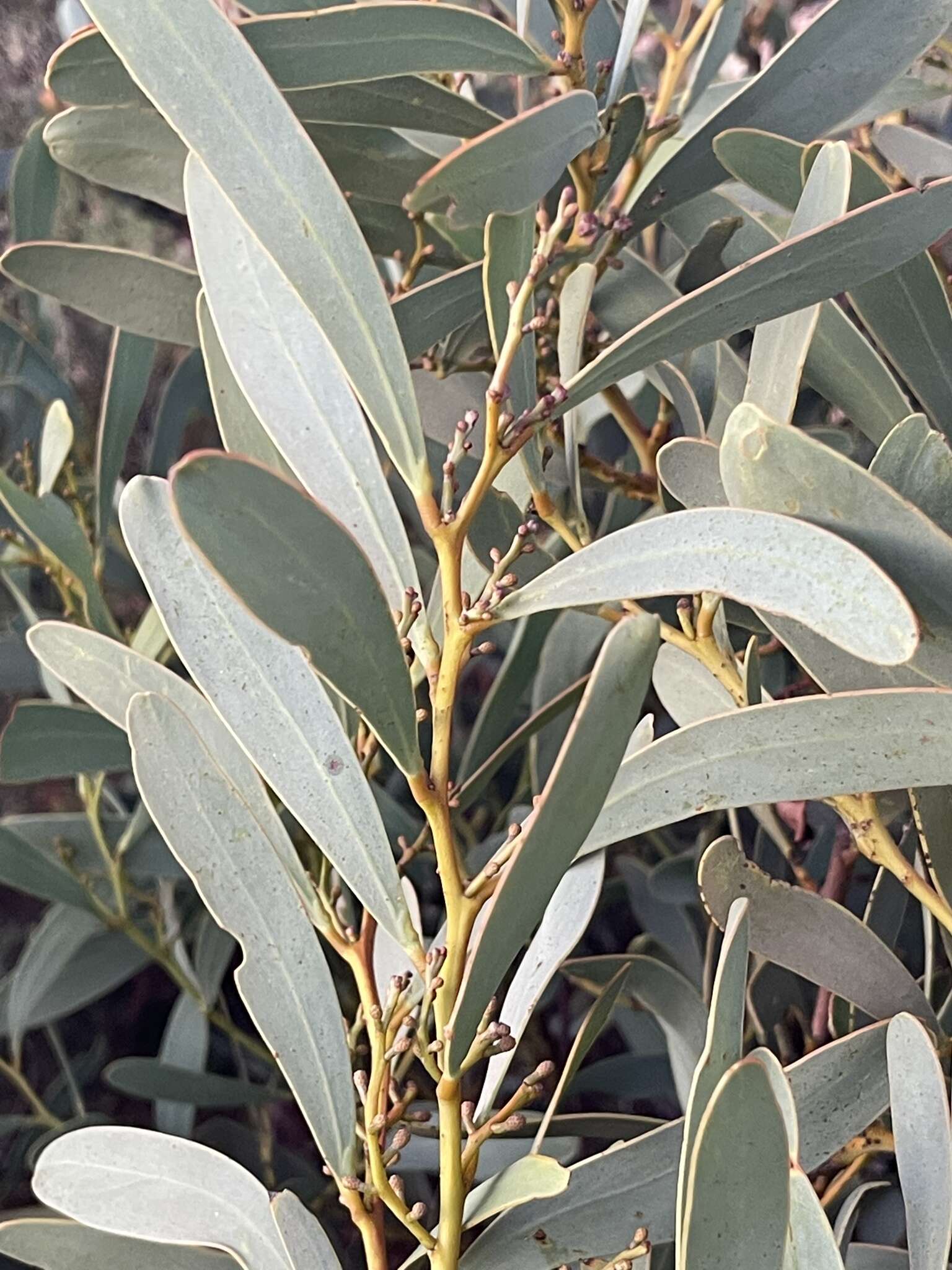 Plancia ëd Acacia notabilis F. Muell.