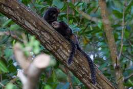 Image of Wied's Black-tufted-ear Marmoset