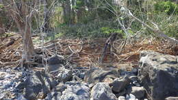 Image of Sansevieria canaliculata Carrière