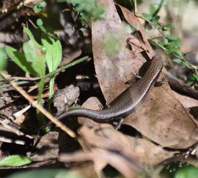 Image of Southern Forest Cool-skink