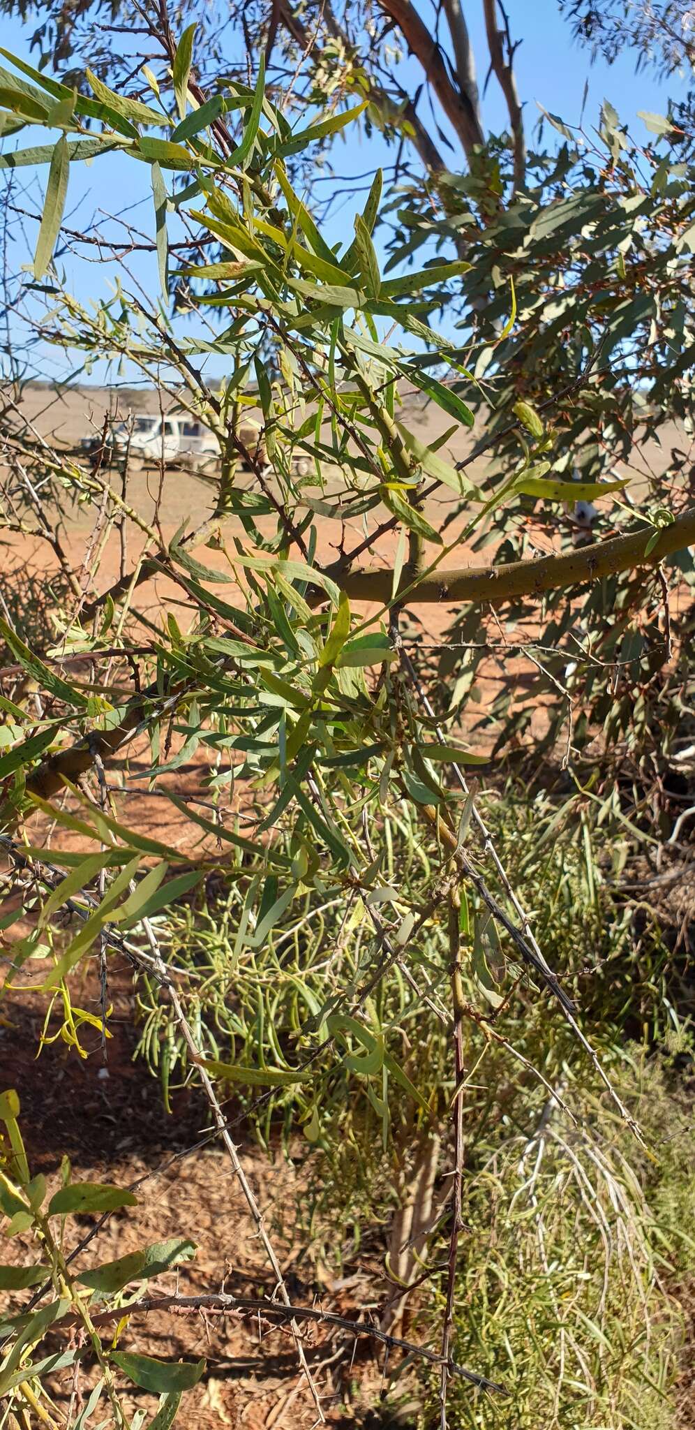 Acacia victoriae Benth. resmi