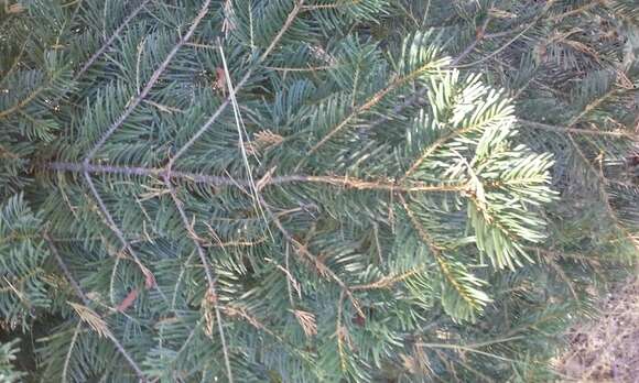 Image of Abies concolor (Gordon) Lindl. ex Hildebr.