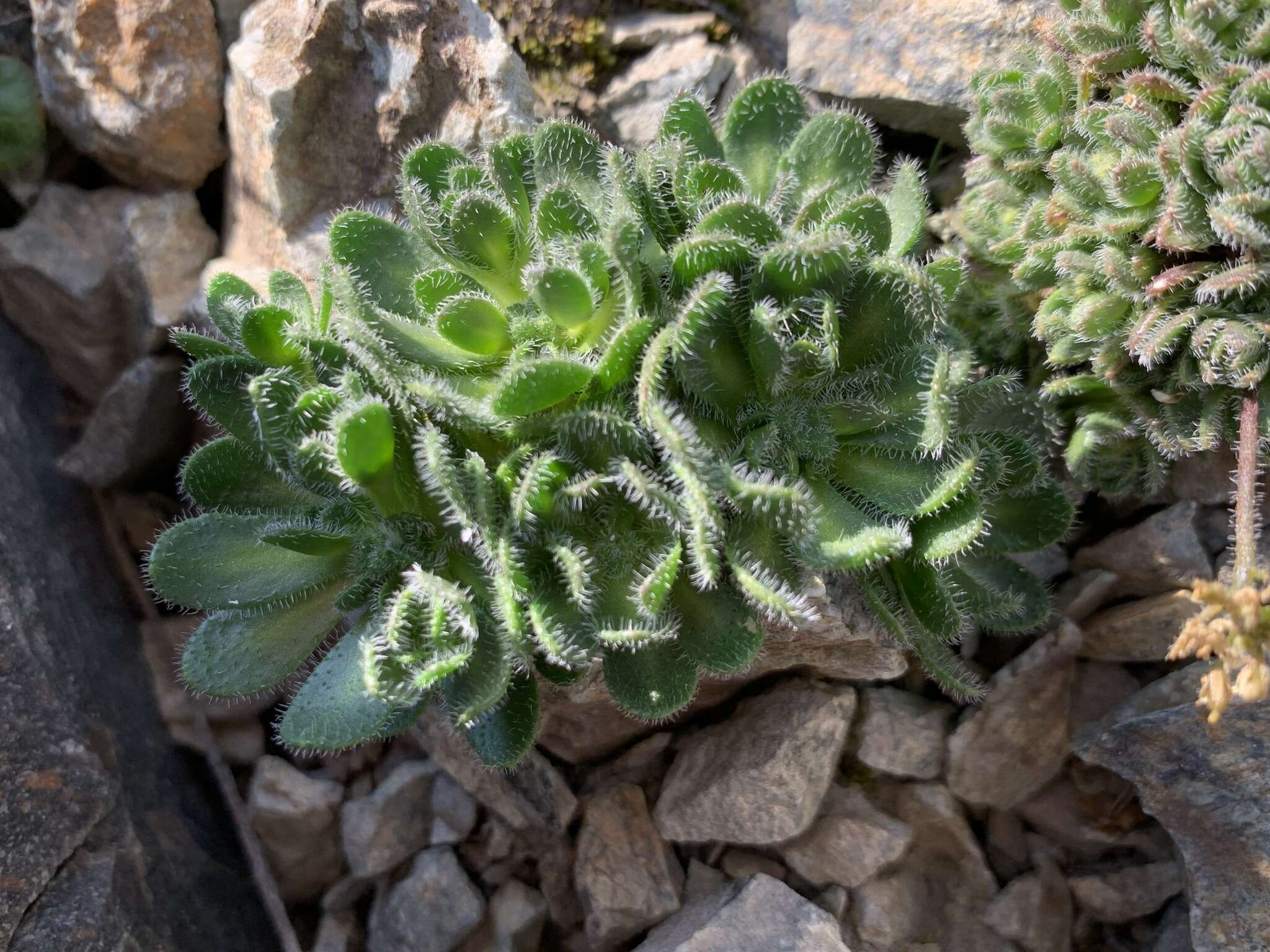 Image of granite draba