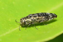 Agrilus occipitalis (Eschscholtz 1822)的圖片