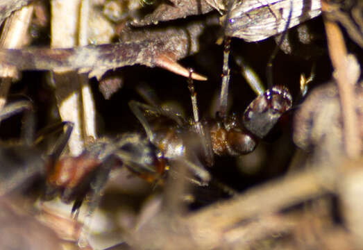 Image of Black-backed meadow ant