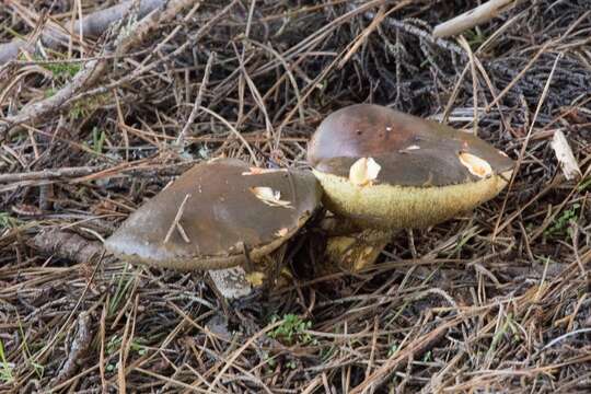 Image of Suillus pungens Thiers & A. H. Sm. 1964