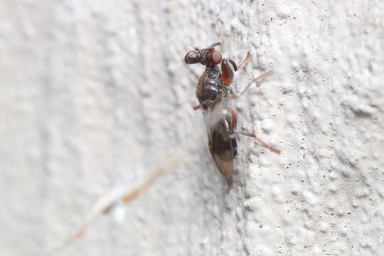 Plancia ëd Sphyracephala subbifasciata Fitch 1855