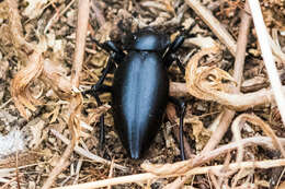 Image of Eleodes (Eleodes) acuticauda Le Conte 1851