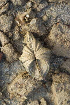 Image of Bear Paw Clam