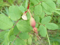 Image of prickly rose