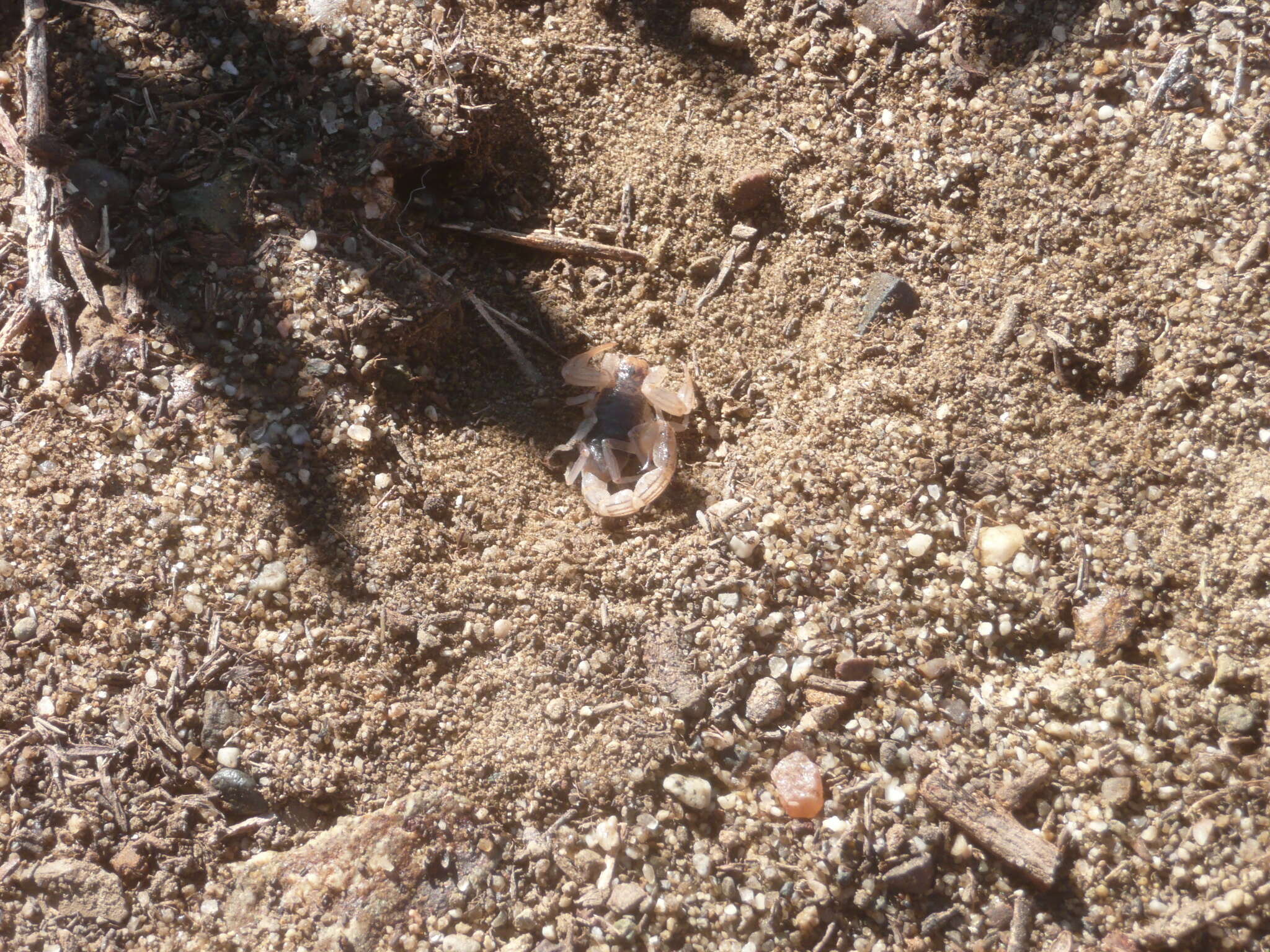 Image of California Common Scorpion