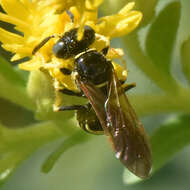 Image of Philanthus lepidus Cresson 1865