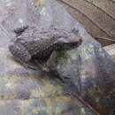 Image of El Chape Toad