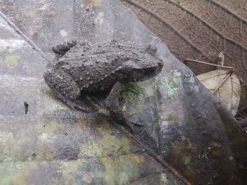 Rhinella justinianoi (Harvey & Smith 1994) resmi