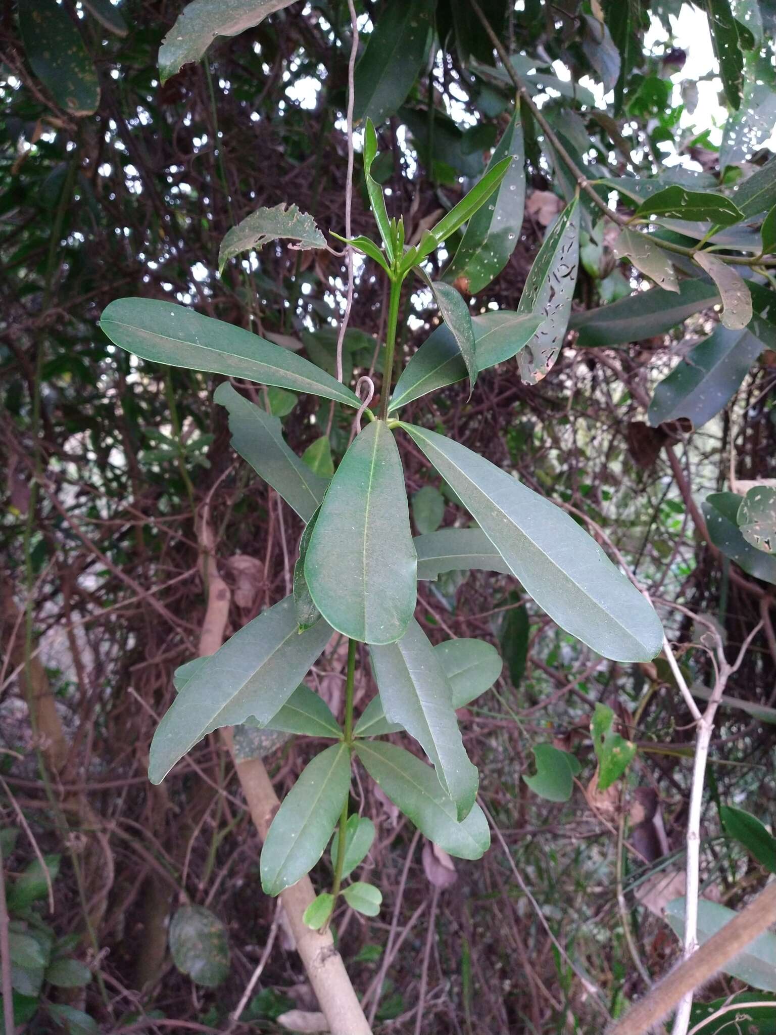 Image of Vochysia tucanorum Mart.