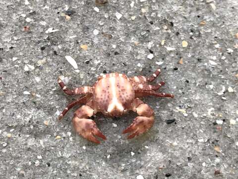 Image of spotted porcelain crab