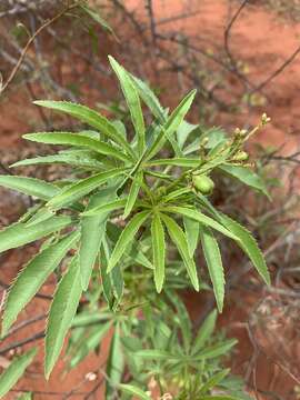 Image of Jatropha spicata Pax