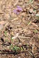 Image of dwarf ceanothus