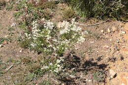 Image of Grevillea pilulifera (Lindl.) Druce