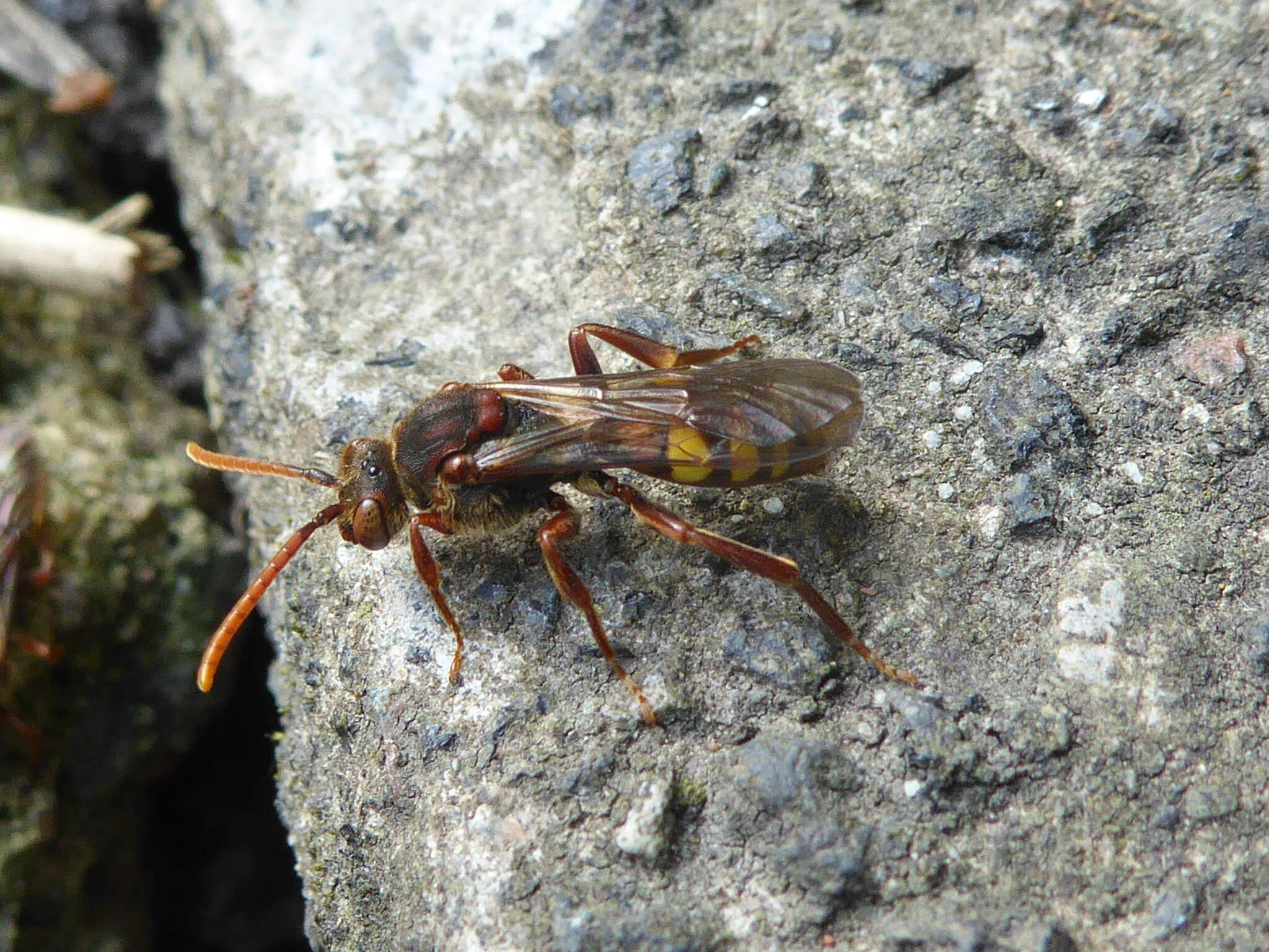 Image of Nomada flava Panzer 1798