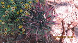 Image of Mammillaria carnea Zucc. ex Pfeiff.