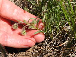 Image of early bluetop fleabane