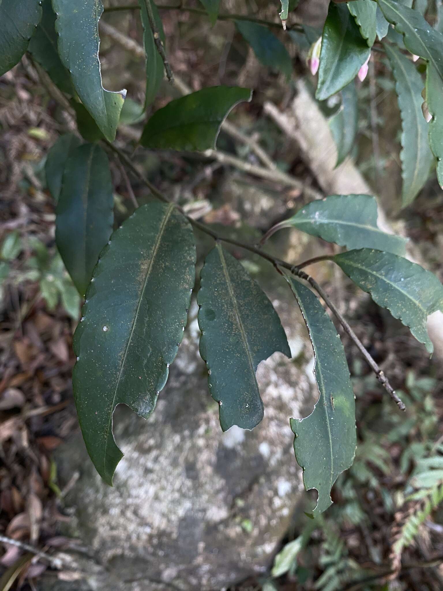 Plancia ëd Ardisia hanceana Mez