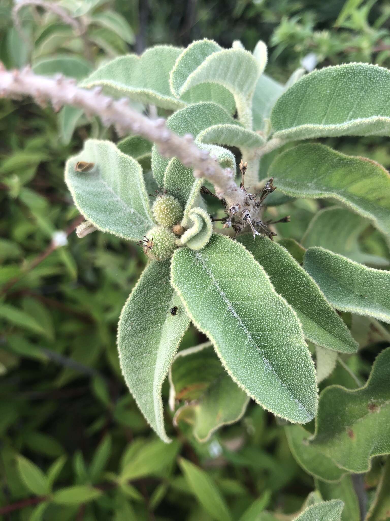 Слика од Croton heliotropiifolius Kunth