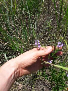 Image of Gulf vervain