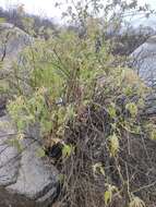 Image of Buddleja crotonoides A. Gray