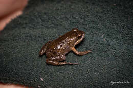 Image of Cape Flats Frog