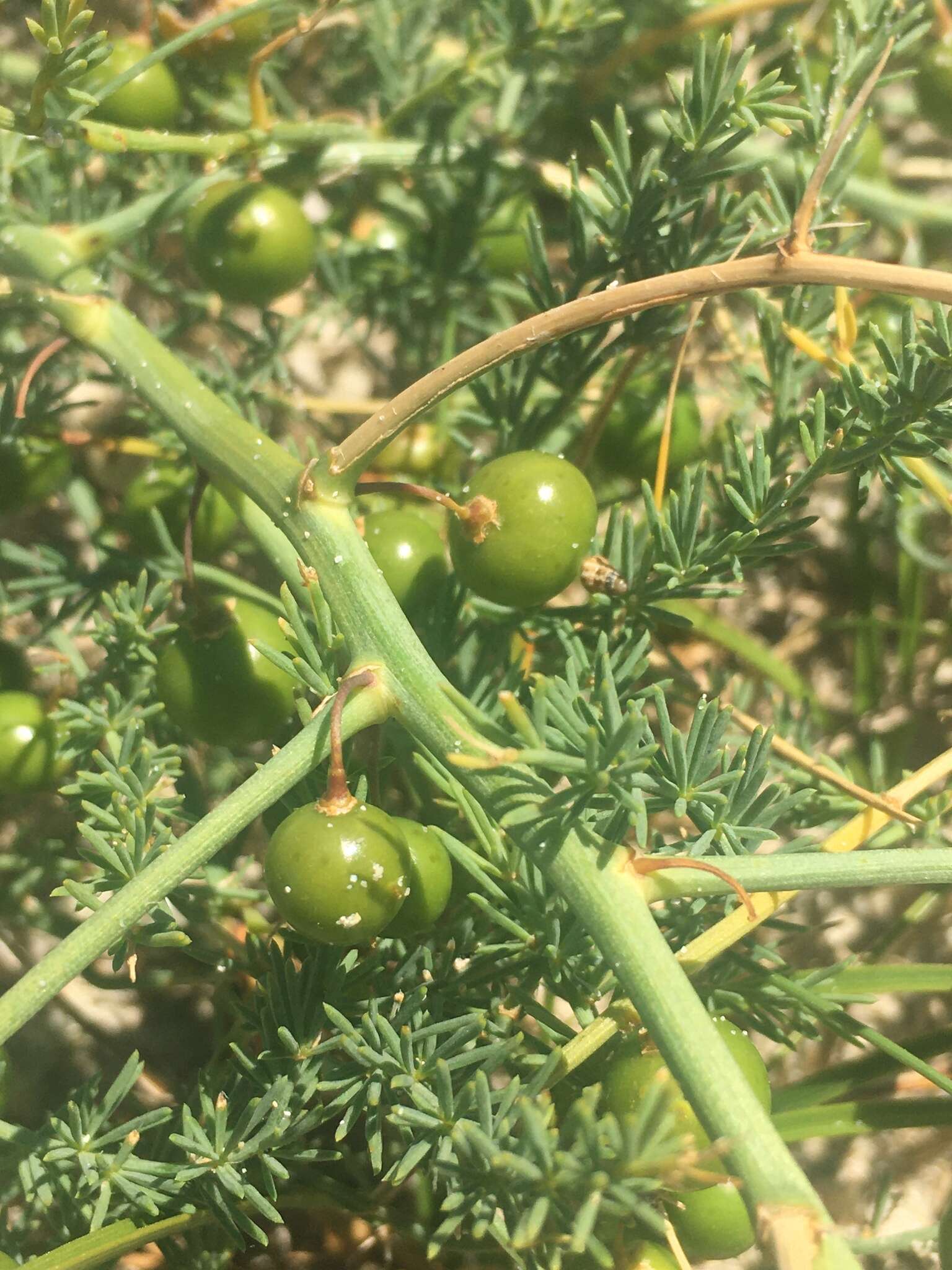 Image of Wild asparagus