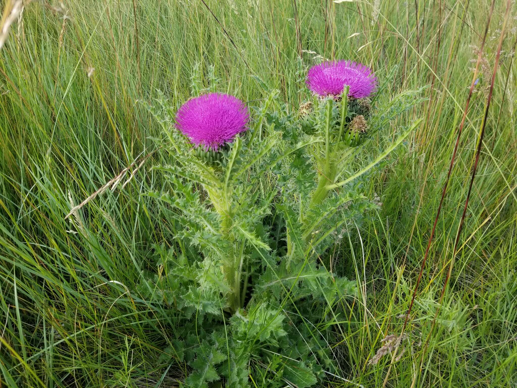 Plancia ëd Cirsium drummondii Torr. & A. Gray